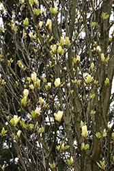 Sunspire Magnolia (Magnolia 'Sunspire') at Lakeshore Garden Centres
