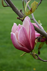 Red Baron Magnolia (Magnolia 'Red Baron') at Lakeshore Garden Centres