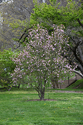 Ricki Magnolia (Magnolia 'Ricki') at Stonegate Gardens