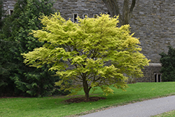 Ueno Yama Japanese Maple (Acer palmatum 'Ueno Yama') at Stonegate Gardens