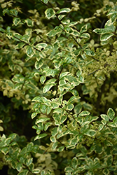 Pearl Frost Orixa (Orixa japonica 'Pearl Frost') at Lakeshore Garden Centres