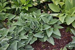 Abba Dabba Do Hosta (Hosta 'Abba Dabba Do') at Lakeshore Garden Centres