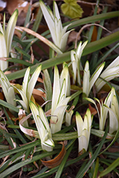 Okina Lily Turf (Liriope muscari 'Okina') at Stonegate Gardens