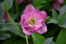 Maid Of Honor Hellebore (Helleborus 'Maid Of Honor') at Lakeshore Garden Centres