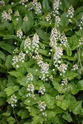 Creeping Foamflower (Tiarella cordifolia) at Lakeshore Garden Centres
