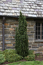 Columnar Hybrid Yew (Taxus x media 'Fastigiata') at Stonegate Gardens