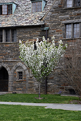 Adirondack Flowering Crab (Malus 'Adirondack') at Lakeshore Garden Centres