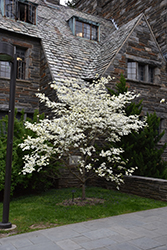 Appalachian Spring Flowering Dogwood (Cornus florida 'Appalachian Spring') at Lakeshore Garden Centres