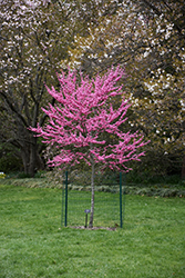 Appalachian Red Redbud (Cercis canadensis 'Appalachian Red') at Stonegate Gardens