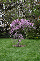 Cascading Hearts Redbud (Cercis canadensis 'Cascading Hearts') at Stonegate Gardens
