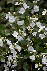 Whitewater Speedwell (Veronica peduncularis 'Whitewater') at A Very Successful Garden Center