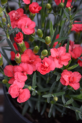 Rosebud Dianthus (Dianthus 'Rosebud') at Lakeshore Garden Centres