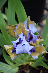 Blueberry Tart Iris (Iris 'Blueberry Tart') at Lakeshore Garden Centres