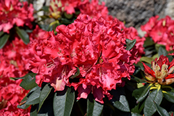 Jean Marie de Montague Rhododendron (Rhododendron 'Jean Marie de Montague') at Stonegate Gardens