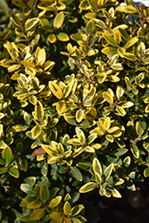 Touch of Gold Japanese Holly (Ilex crenata 'Adorned') at Stonegate Gardens