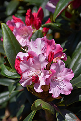 Dandy Man Color Wheel Rhododendron (Rhododendron 'NCRX1') at Stonegate Gardens