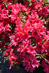 Silver Sword Azalea (Rhododendron 'Silver Sword') at Lakeshore Garden Centres