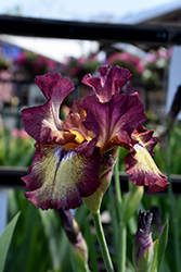 Innocent Star Iris (Iris 'Innocent Star') at Stonegate Gardens