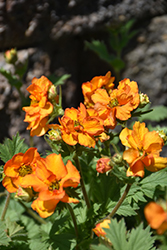 Fire Storm Avens (Geum 'Fire Storm') at Lakeshore Garden Centres