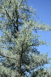 Blue Ice Smooth Arizona Cypress (Cupressus arizonica 'Blue Ice') at Lakeshore Garden Centres