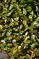 Variegated Asian Jasmine (Trachelospermum asiaticum 'Variegatum') at Stonegate Gardens