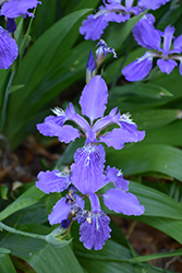 Rooftop Iris (Iris tectorum) at Stonegate Gardens