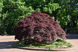 Purple-Leaf Threadleaf Japanese Maple (Acer palmatum 'Dissectum Atropurpureum') at Stonegate Gardens