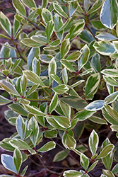 Juliet Cleyera (Ternstroemia gymnanthera 'Broody') at Lakeshore Garden Centres