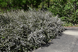 White Swan Serissa (Serissa japonica 'White Swan') at Lakeshore Garden Centres
