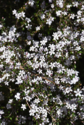 White Swan Serissa (Serissa japonica 'White Swan') at Lakeshore Garden Centres