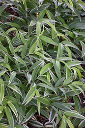 Variegated Japanese Fairy Bells (Disporum sessile 'Variegatum') at Lakeshore Garden Centres
