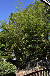 Black Bamboo (Phyllostachys nigra) at Lakeshore Garden Centres