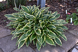 First Lady Hosta (Hosta 'First Lady') at Stonegate Gardens