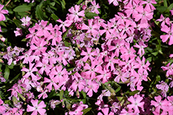 Short And Sweet Wild Pink (Silene caroliniana 'Short And Sweet') at Stonegate Gardens
