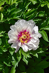 Cora Louise Peony (Paeonia 'Cora Louise') at Lakeshore Garden Centres