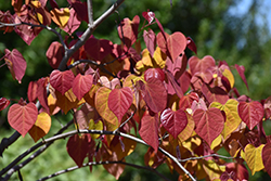 Flame Thrower Redbud (Cercis canadensis 'NC2016-2') at Stonegate Gardens
