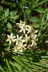 Starlight Prettyface (Triteleia ixioides 'Starlight') at Lakeshore Garden Centres