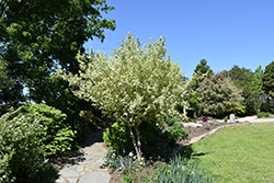 Variegated Cornelian Cherry Dogwood (Cornus mas 'Variegata') at Stonegate Gardens