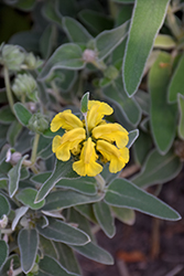 Jerusalem Sage (Phlomis fruticosa) at Lakeshore Garden Centres