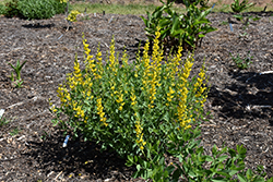 Screamin' Yellow False Indigo (Baptisia 'Screamin' Yellow') at Lakeshore Garden Centres