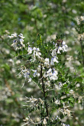 David Pagoda Tree (Sophora davidii) at Lakeshore Garden Centres