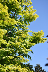 Amber Glow Dawn Redwood (Metasequoia glyptostroboides 'WAH-08AG') at Lakeshore Garden Centres