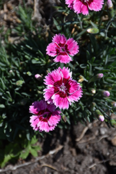 EverBloom Plum Glory Pinks (Dianthus 'Plum Glory') at Lakeshore Garden Centres