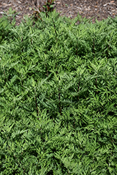 SunFern Olympia Russian Wormwood (Artemisia gmelinii 'Balfernlym') at Stonegate Gardens