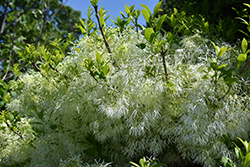 White Knight Fringetree (Chionanthus virginicus 'White Knight') at Stonegate Gardens