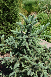 Skinny Blue Genes Black Hills Spruce (Picea glauca 'Westervelt') at Stonegate Gardens