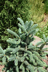 Skinny Blue Genes Black Hills Spruce (Picea glauca 'Westervelt') at Stonegate Gardens