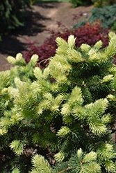 Gebelle's Golden Spring Colorado Spruce (Picea pungens 'Gebelle's Golden Spring') at Stonegate Gardens