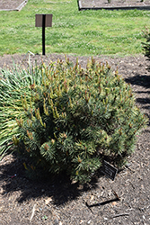 KBN Gold Scotch Pine (Pinus sylvestris 'KBN Gold') at Stonegate Gardens