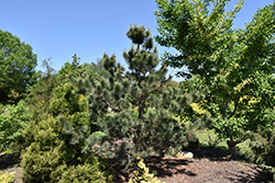 Foxtail Southwestern White Pine (Pinus strobiformis 'Foxtail') at Stonegate Gardens